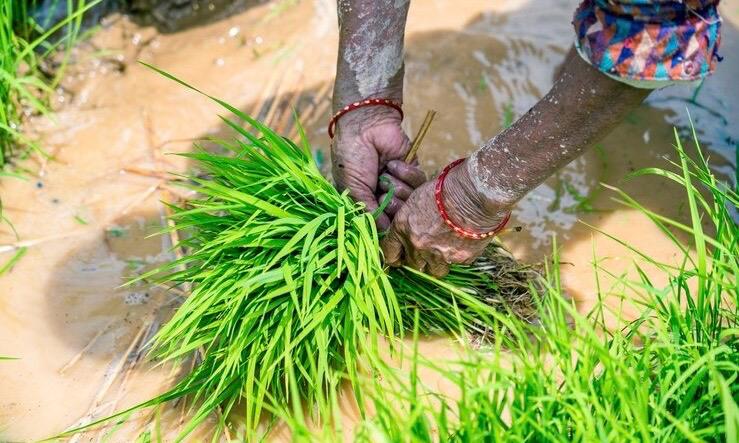 Sustainable Rice Cultivation: Boosting Yields Responsibly
