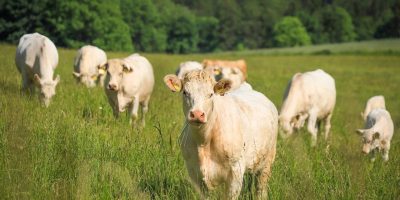 Crop and Livestock Management